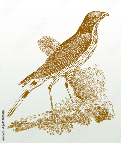 Long-legged savanna hawk (buteogallus meridionalis) sitting on a branch. Illustration after a historical lithography or engraving from the 19th century. Easy editable in layers photo