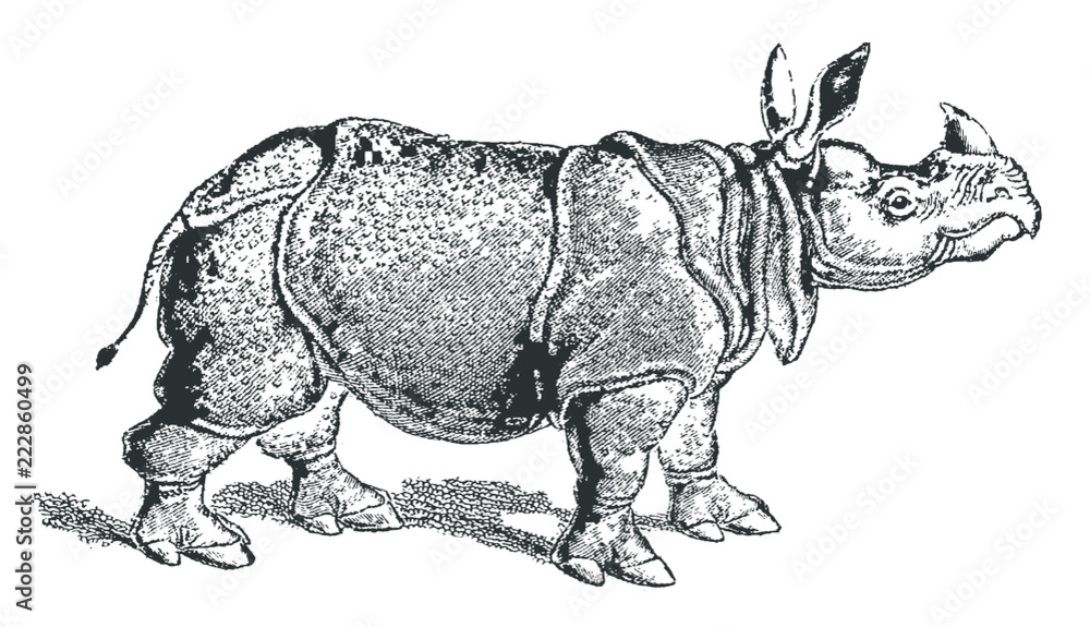 Threatened Indian rhinoceros unicornis in profile view. Illustration after a historical lithography or engraving from the early 19th century