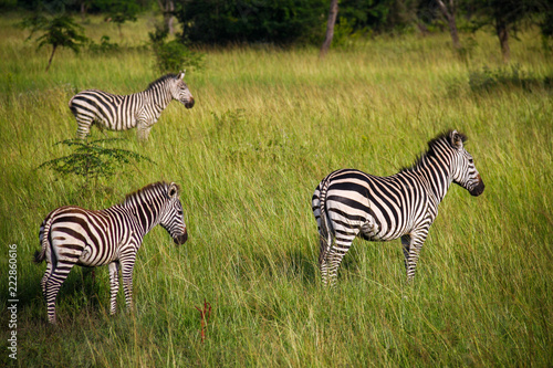 A group of three zebras stands in the grass at Lake Mburo National Park in Uganda
