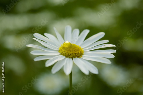 Daisy flower with water drop close-up