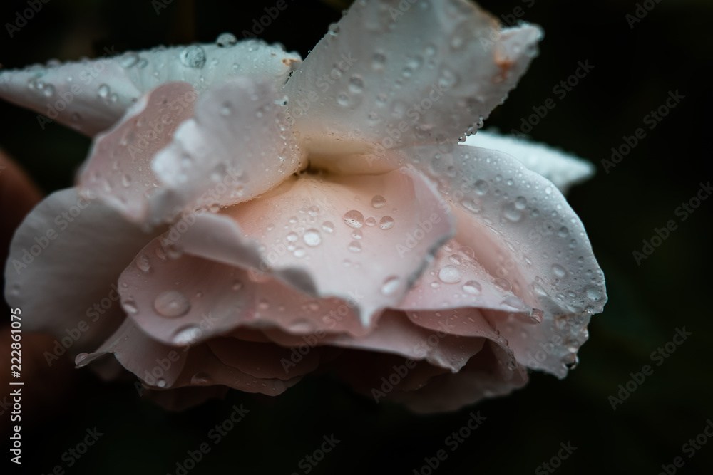 Rosenblüte Rosenblüte