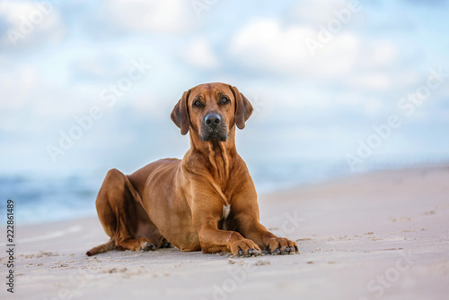 Rhodesian ridgeback on the sea shore.