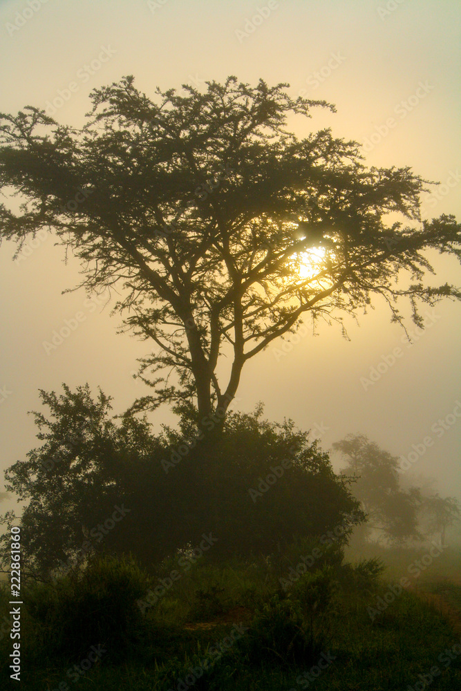 A tree silhouetted in the sunrise mist at Lake Mburo National Park in Uganda, East Africa