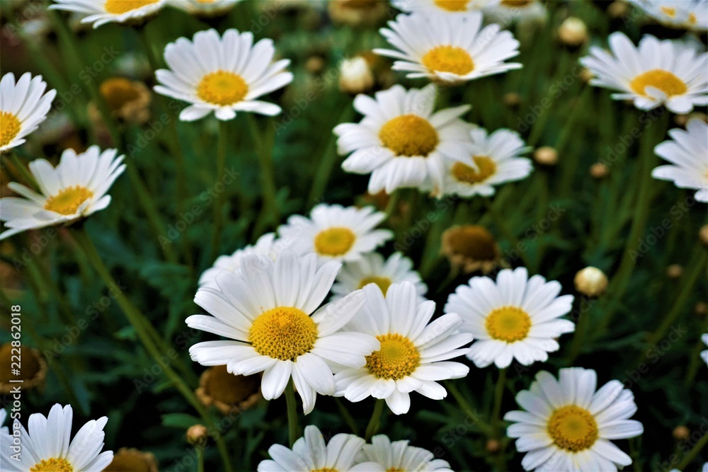 Field of Leucanthemum vulgaris ox eye daisies Field of Leucanthemum vulgaris ox eye daisies