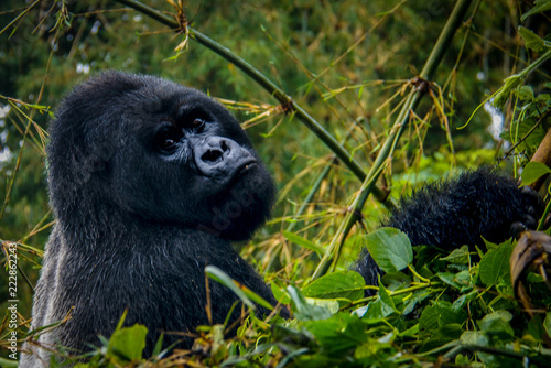 Silverback mountain gorilla 