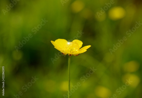 Yellow Buttercup flower close-up with a drop of water in the center