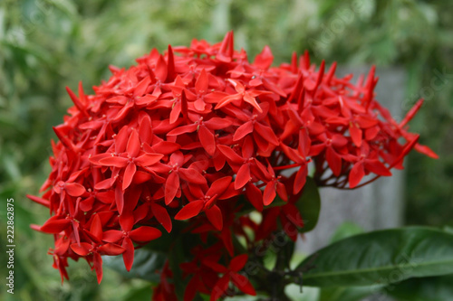 Blüten in Nicaragua