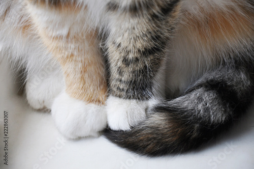 cute kitty paws and tail