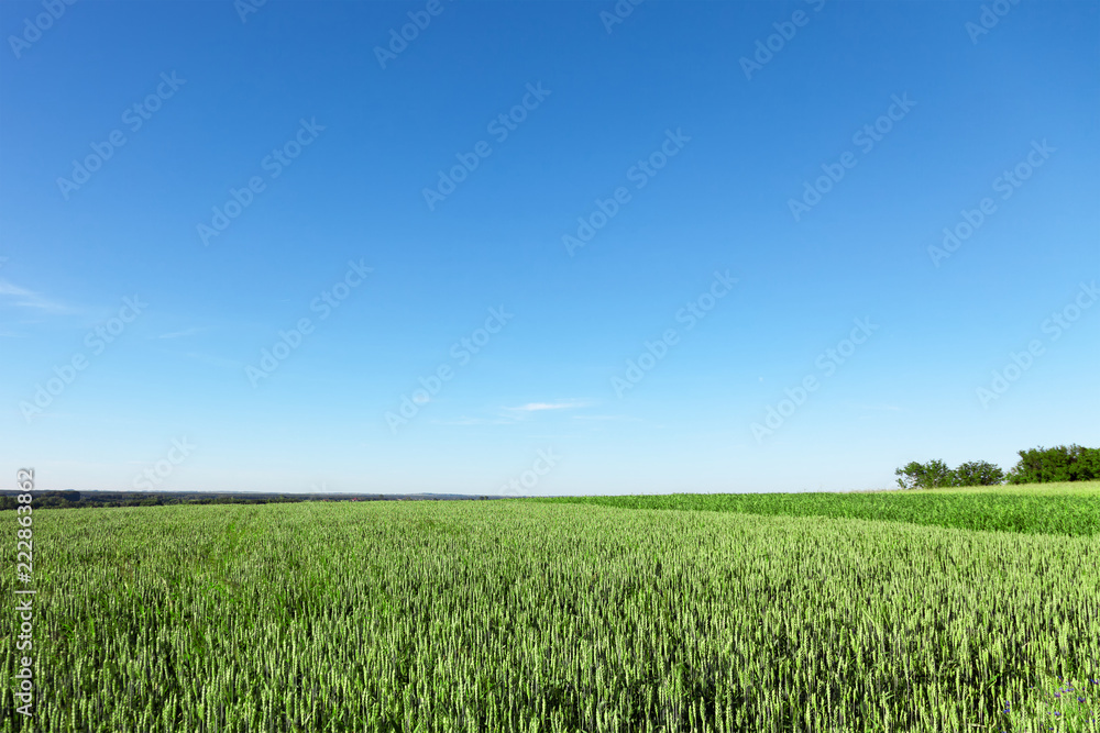 Field and sky Field and sky
