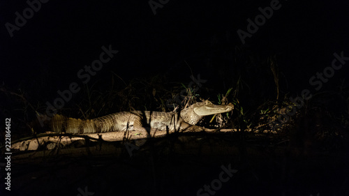white caymen at night