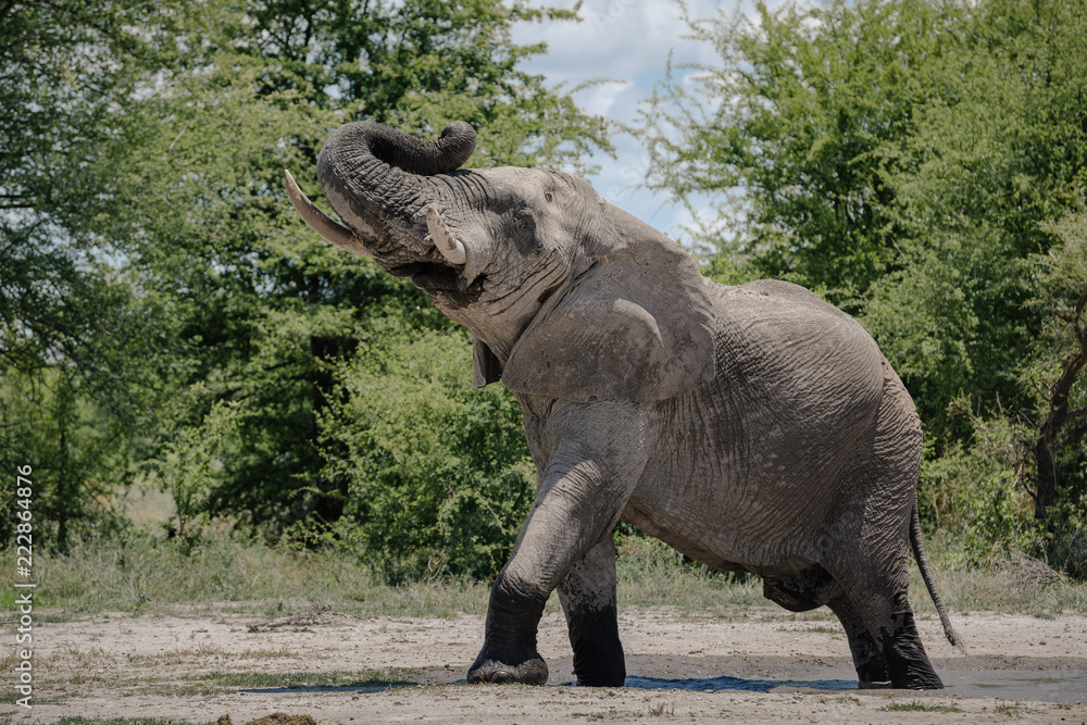 Fototapeta premium Elephant Bull Savuti