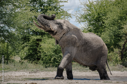 Elephant Bull Savuti 