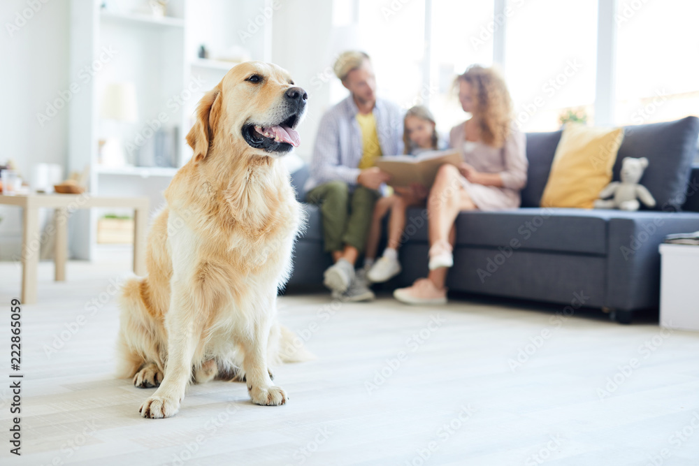Young purebred fluffy golden labrador sitting on the floor of living-room with young family reading on background