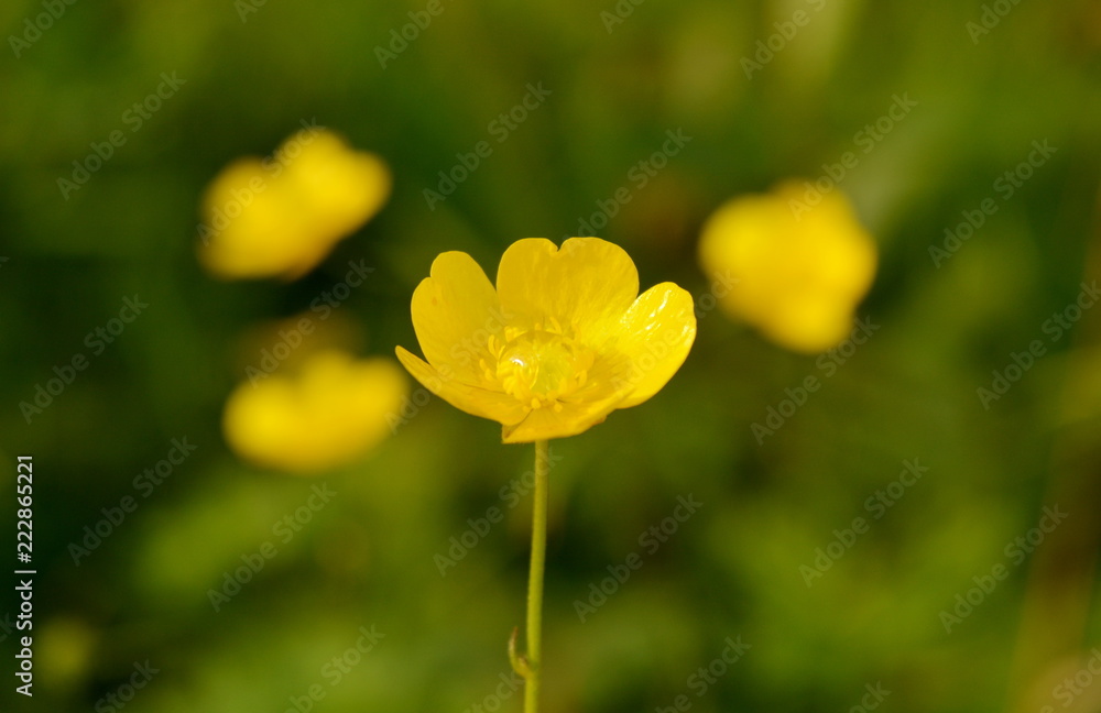 Yellow Buttercup flower close-up on blurred floral background Yellow Buttercup flower close-up on blurred floral background