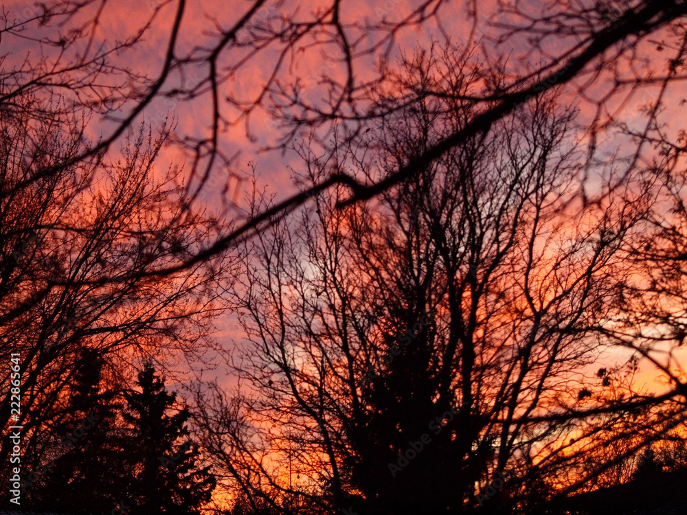 silhouette of tree with pink sky in background silhouette of tree with pink sky in background