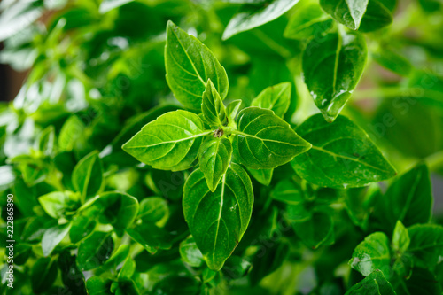 Fresh Leaves of basil