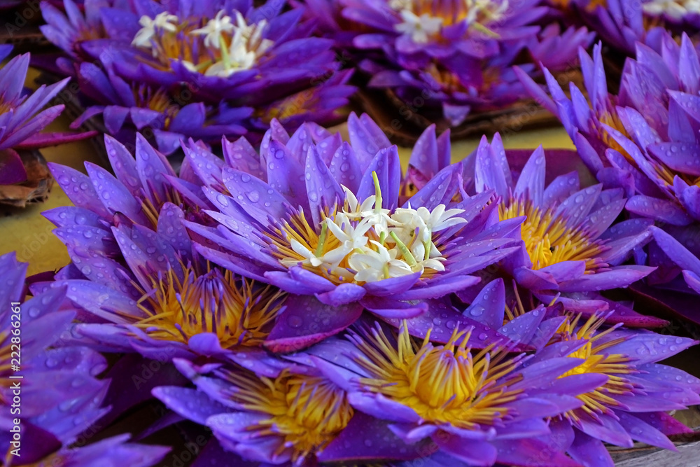 Lotus flowers with drops of dew. Sale of flowers, freshness, morning collection of flowers. Lotus flowers with drops of dew. Sale of flowers, freshness, morning collection of flowers.