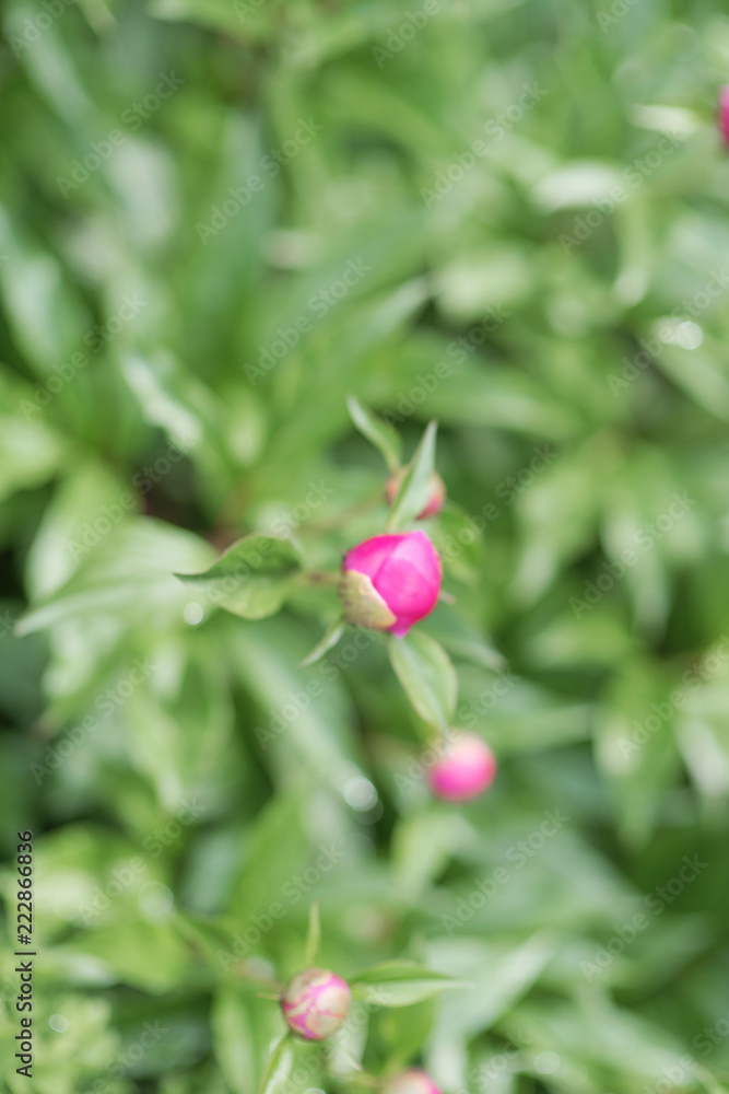 Buds of a pink peony. It can be used as a background