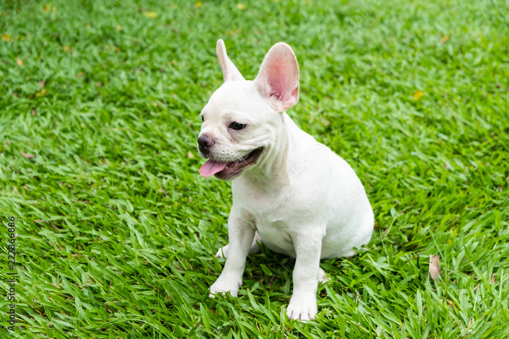 French Bulldog