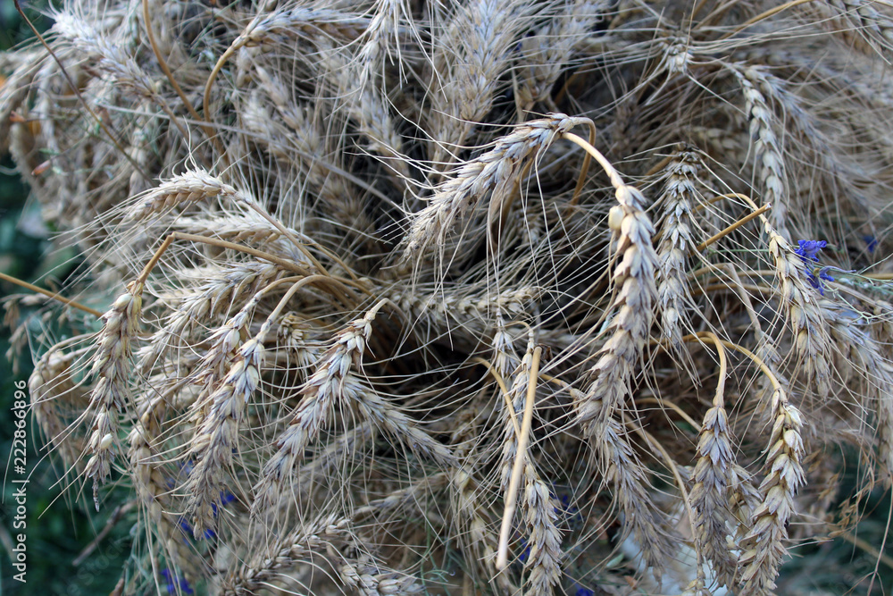 Dry mop of cereal spikelets