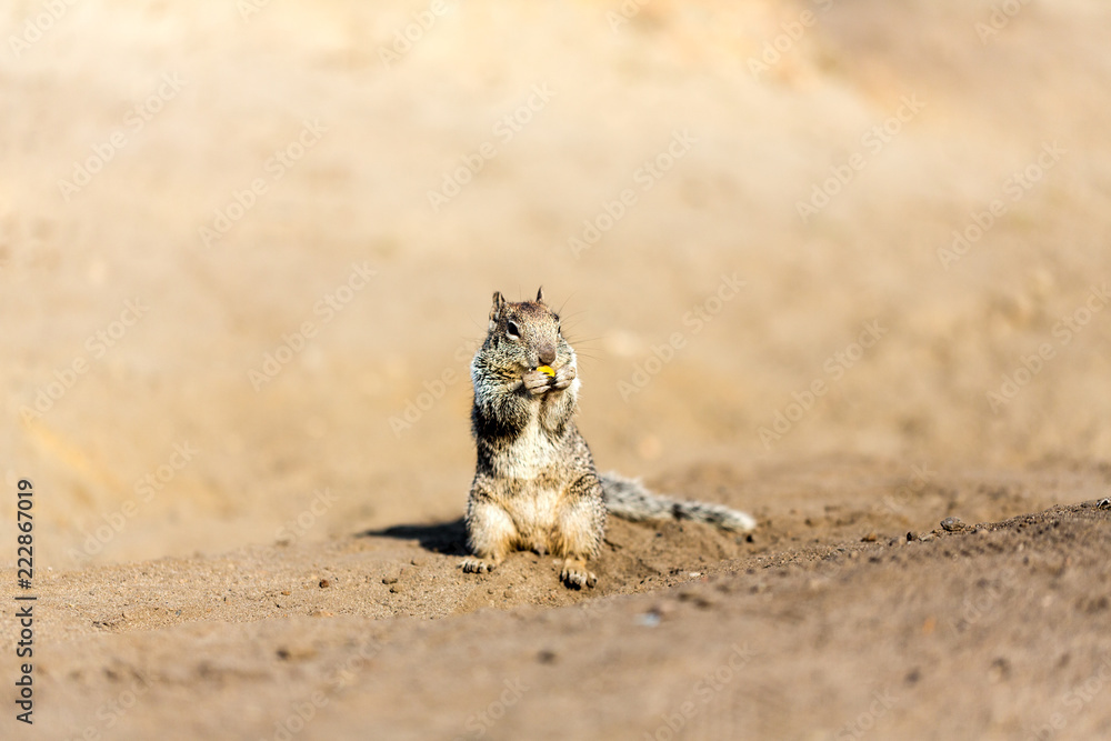 Obraz premium Squirrel eating a piece of corn at the beach