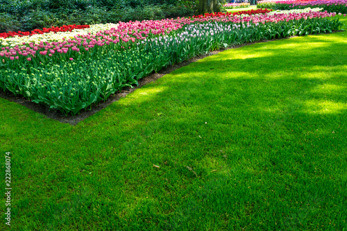 Netherlands,Lisse, SCENIC VIEW OF GREEN GRASS IN GARDEN