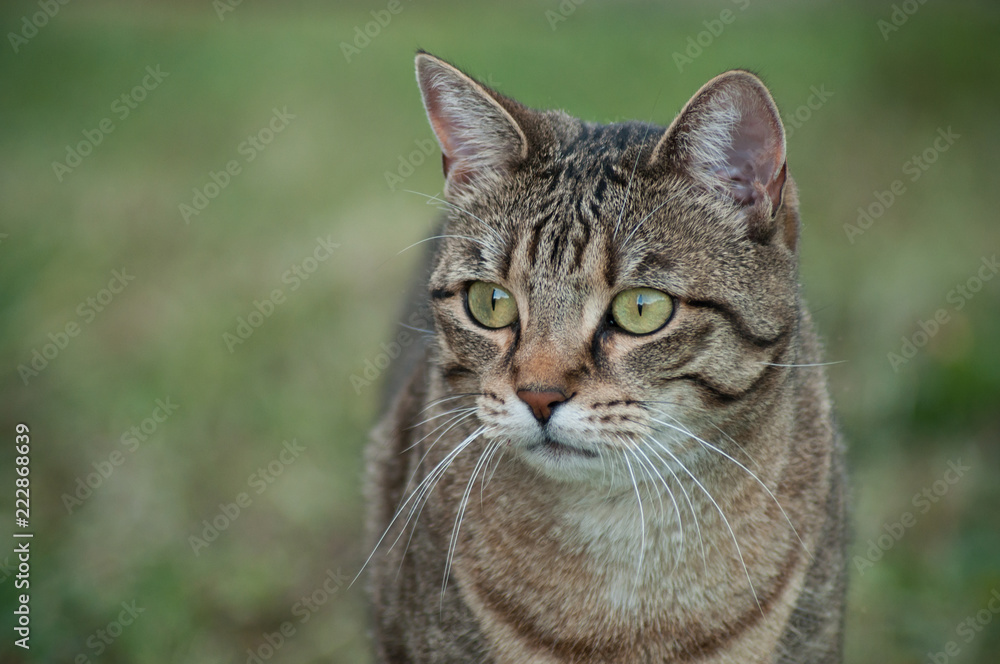portrait of grey cat looking preys  in a garden