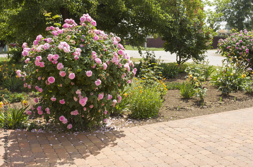 A rose bush with pink flowers is flourishing in a garden near the house in the south of Russia on a spring sunny day.