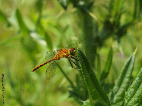 yellow dragonfly on leaf © Ricej2