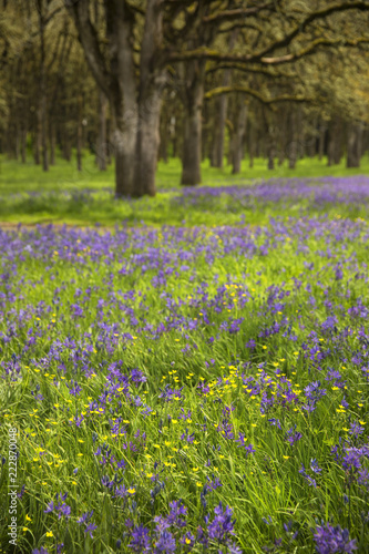 Wild camas flowers growing under oak trees in the Pacific Northwest