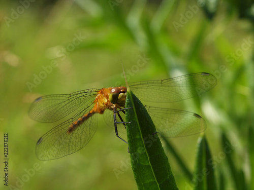 dragonfly on leaf © Ricej2