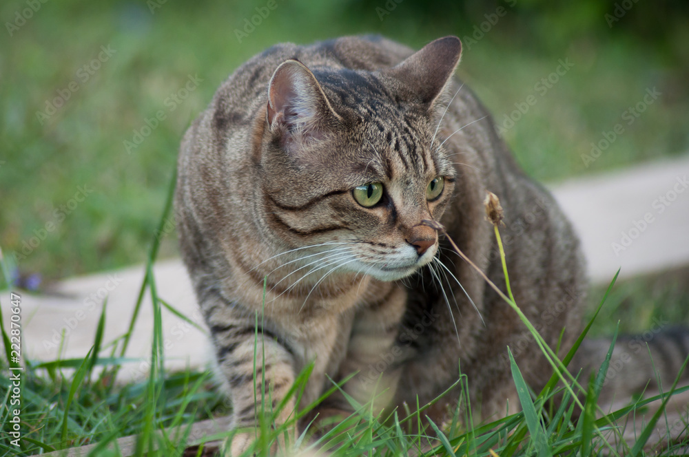 portrait of grey cat looking preys in a garden portrait of grey cat looking preys in a garden