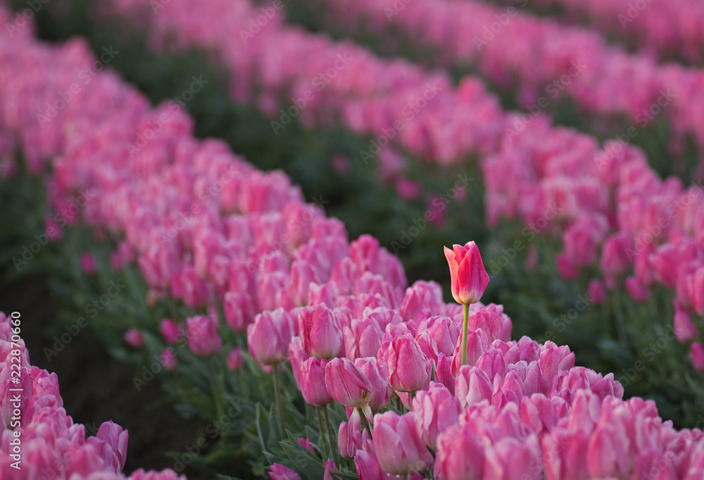 Obraz premium Colorful and bright spring blooms of tulips in the Pacific Northwest