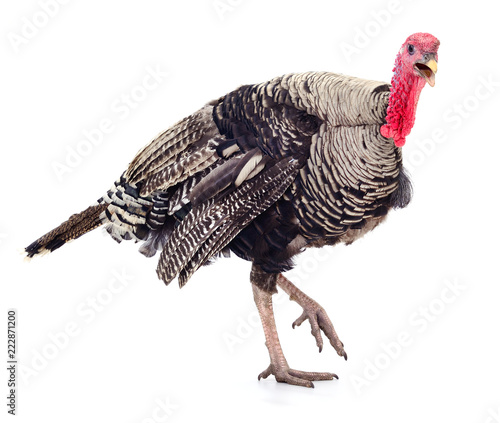 Dark turkey isolated