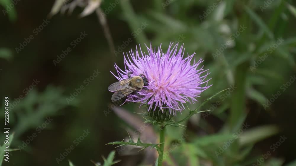 Bee on a purple thistle flower 4K Bee on a purple thistle flower 4K