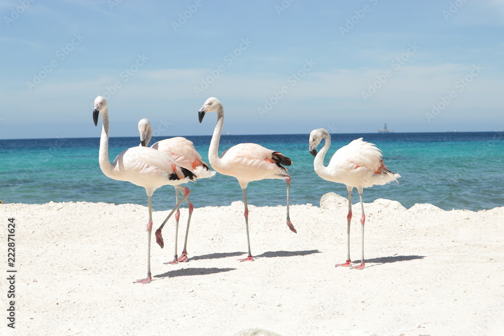Obraz premium Flamingos na areia branca contra o mar