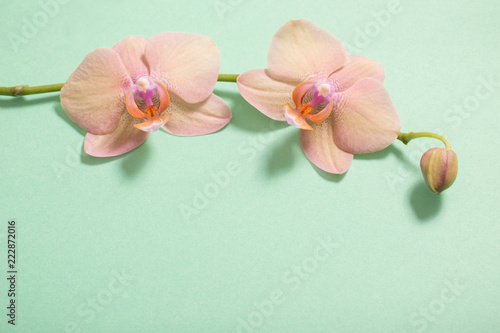 Fototapeta Naklejka Na Ścianę i Meble -  orchids on green background