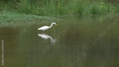 Wallpaper Mural Great egret stabs at the water 4K Torontodigital.ca