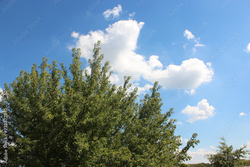 Clouds and tree