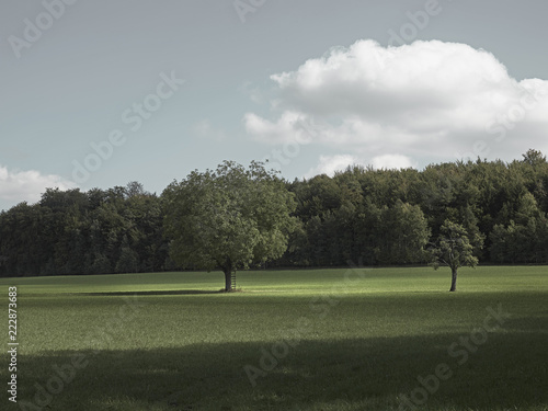 Obraz Łąka z drzewami