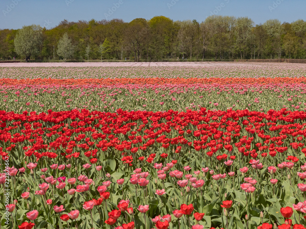 Tulips farm blossom near the famous Keukenhof