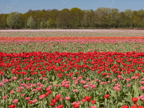 Wallpaper Mural Tulips farm blossom near the famous Keukenhof Torontodigital.ca