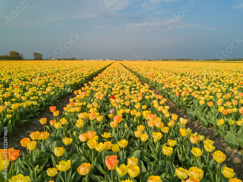 Aerial view of super colorful tulips farm blossom around Leiden country side © Kit Leong