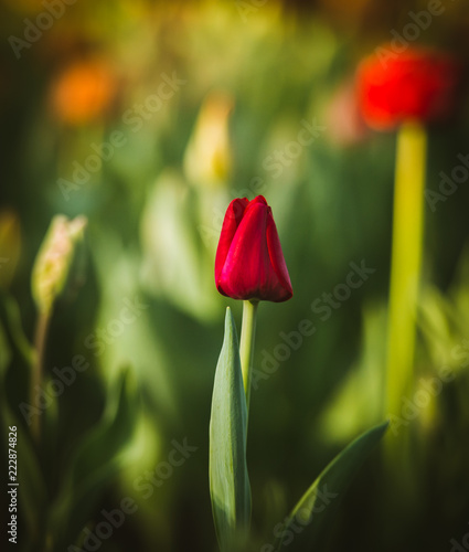 red tulips