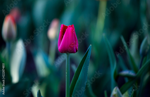 red tulips