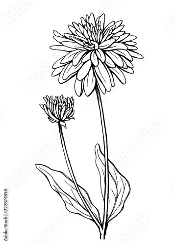 Flower of garden plant rudbeckia laciniata  also known as cutleaf coneflower  green-headed  susan . Black and white outline illustration hand drawn work isolated on white background.