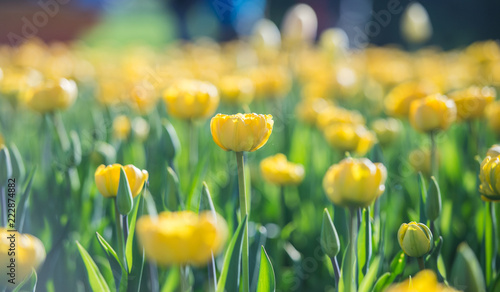 yellow tulips 