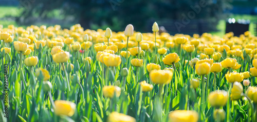 Yellow tulips