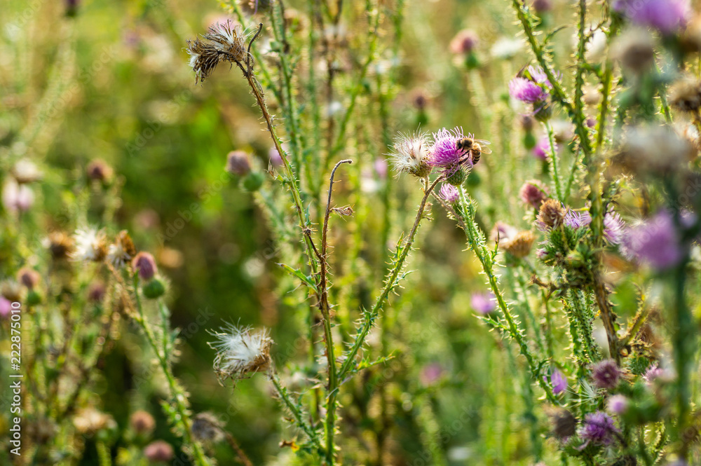 Pink milk thistle flowers in wild natur with bee collecting pollen, Silybum marianum herbal remedy, Saint Mary's Thistle Pink milk thistle flowers in wild natur with bee collecting pollen, Silybum marianum herbal remedy, Saint Mary's Thistle