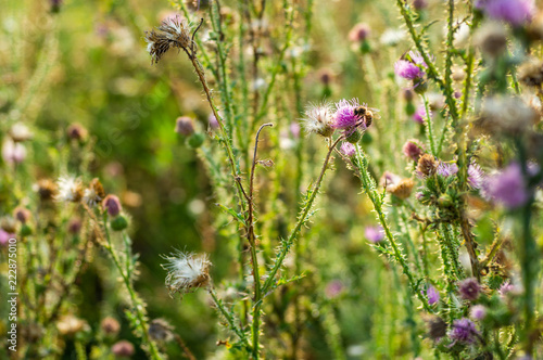 Pink milk thistle flowers in wild natur with bee collecting pollen, Silybum marianum herbal remedy, Saint Mary's Thistle